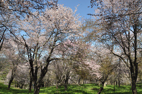 5月13日　滝上町　濁川公園の桜を見に行きました。