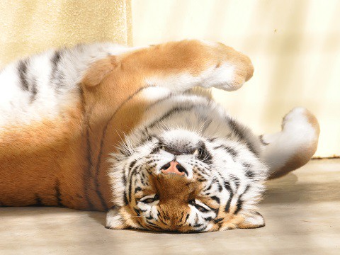 ちょっと懐かしい写真・・・2月18日　釧路市動物園　ココア