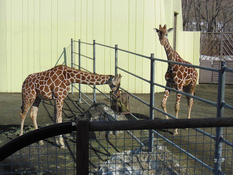 ちょっと懐かしい・・・2月18日　釧路市動物園　キリンなど