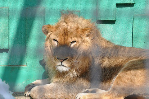 懐かしい写真・・・2月18日　釧路市動物園　猛獣舎の仲間達