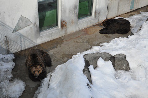 懐かしい写真・・・2月18日　釧路市動物園　エゾヒグマとエゾクロテン