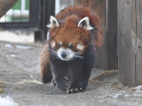 懐かしい写真・・・2月18日　釧路市動物園　レッサーパンダたち