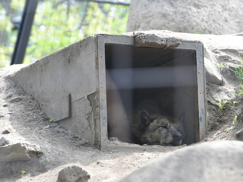 懐かしい写真・・・5月24日　旭山動物園　シンリンオオカミ