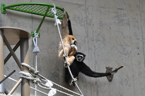 懐かしい写真・・・5月24日　旭山動物園　シロテテナガザル