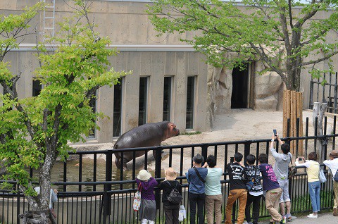 懐かしい写真・・・5月24日　旭山動物園　カバ