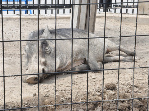 懐かしい写真・・・5月24日　旭山動物園　イボイノシシとダチョウペア