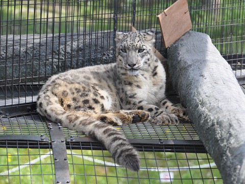 懐かしい写真・・・7月9日　旭山動物園　もうじゅう館の仲間達