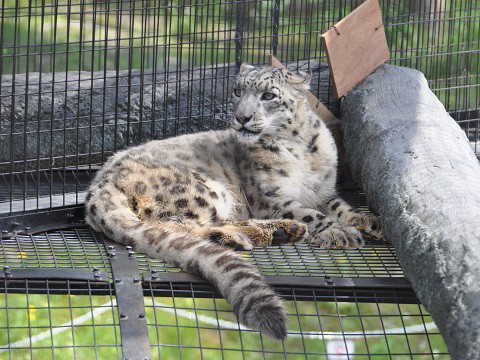 ちょっと懐かしい写真・・・7月9日　旭山動物園　ユキヒョウ親子