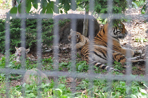 ちょっと懐かしい写真・・・7月9日　旭山動物園　アムールトラ親子