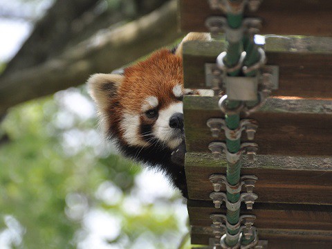 懐かしい写真・・・7月9日　旭山動物園　レッサーパンダ