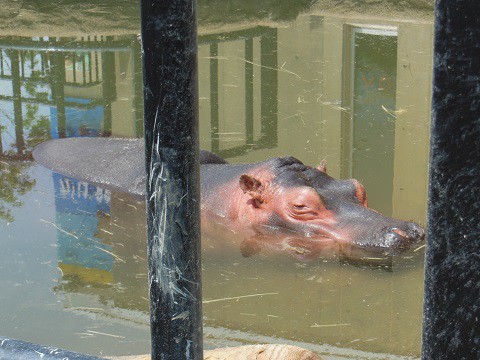 懐かしい写真・・・7月9日　旭山動物園　きりん舎・かば館