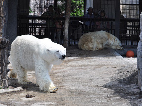 懐かしい写真・・・7月9日　旭山動物園　ホッキョクグマ