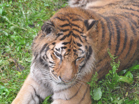 ちょっと懐かしい写真・・・7月19日　旭山動物園　トラ　のんなど