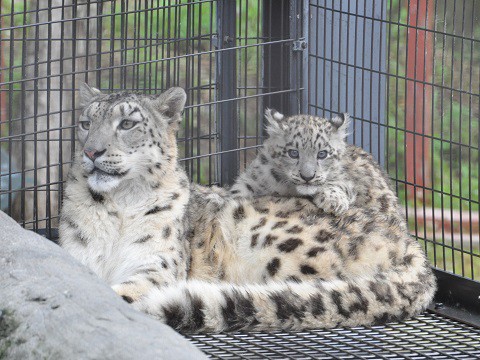 懐かしい写真・・・7月19日　旭山動物園　ユキヒョウ　ジーマ親子