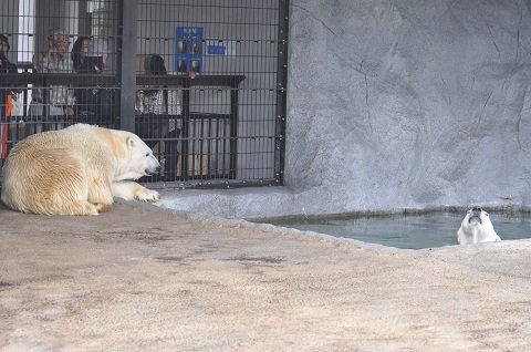 懐かしい写真・・・7月19日　旭山動物園　ホッキョクグマたち