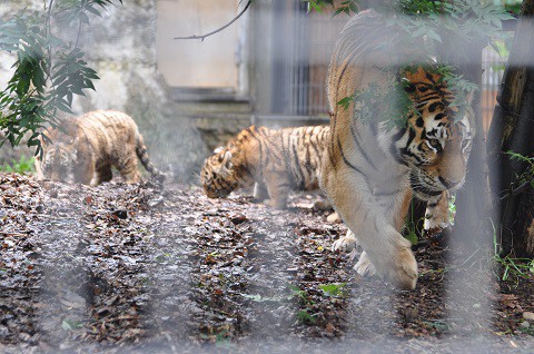 懐かしい写真・・・7月19日　旭山動物園　アムールトラ　ザリア親子