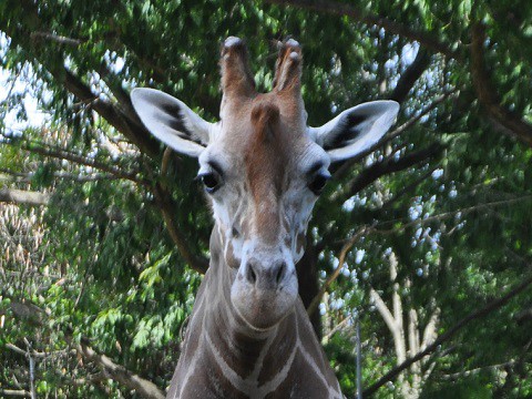 2016年8月　東北旅行2日目　八木山動物公園　アミメキリン