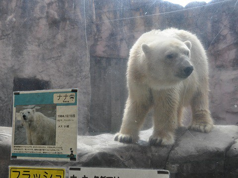 2016年8月　東北旅行2日目　八木山動物公園　ホッキョクグマ