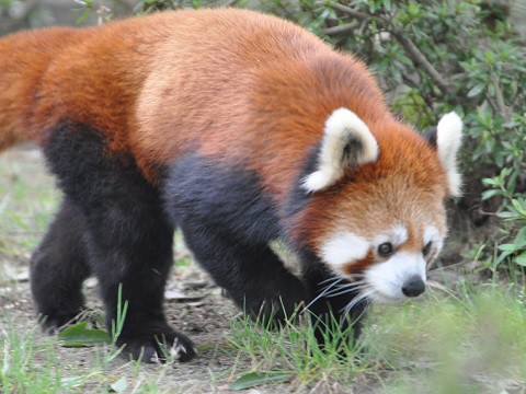 2016年8月　東北旅行2日目　八木山動物公園　レッサーパンダ