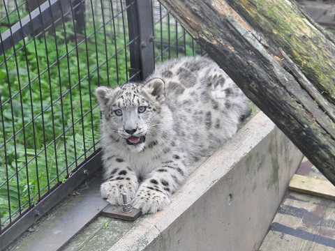 懐かしい写真・・・9月13日　旭山動物園　ユキヒョウの親子