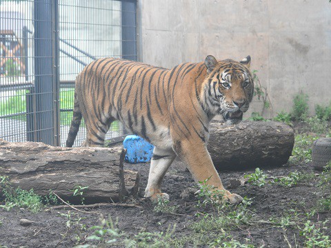 懐かしい写真・・・9月13日　旭山動物園　アムールトラ　キリルとのん