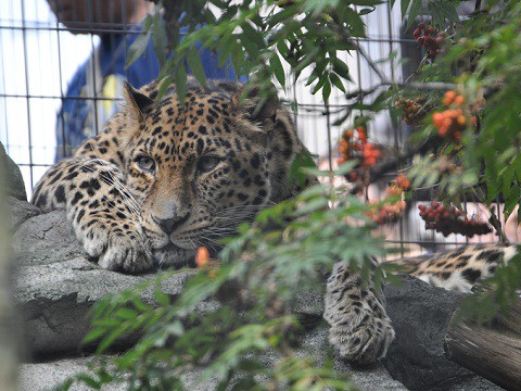 懐かしい写真・・・2016年9月13日　旭山動物園　もうじゅう館のトラ以外