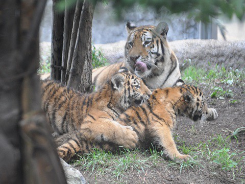 懐かしい写真・・・2016年9月13日　旭山動物園　アムールトラ親子