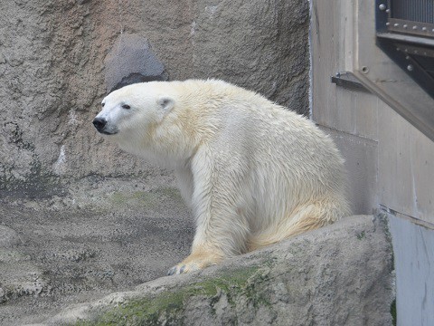 懐かしい写真・・・2016年9月13日　旭山動物園　ホッキョクグマ