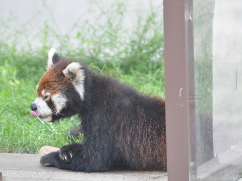 懐かしい写真・・・2016年9月13日　旭山動物園　レッサーパンダたち