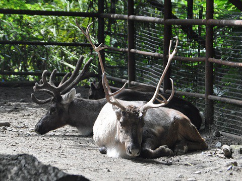 懐かしい写真・・・2016年9月13日　旭山動物園　トナカイとワピチ