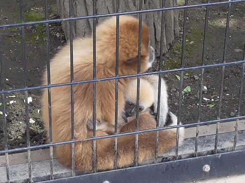 懐かしい写真・・・2016年9月13日　旭山動物園　シロテテナガザル