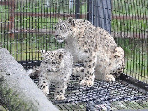 懐かしい写真・・・旭山動物園　ユキヒョウ　ジーマとリヒト