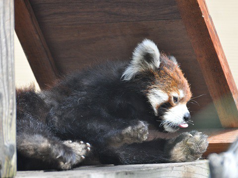 懐かしい写真・・・2016年9月24日　旭山動物園　レッサーパンダ