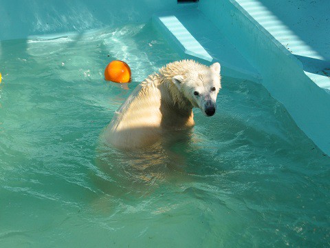 懐かしい写真・・・2016年10月16日　おびひろ動物園　2年ぶりに行きました