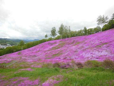 5月28日　滝上町　今日の芝ざくら滝上公園2017・・・13