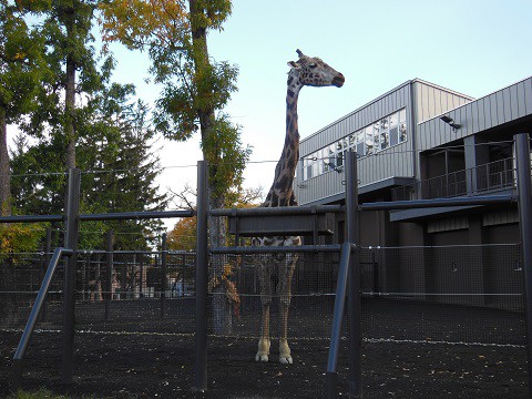 懐かしい写真・・・2016年10月　ちょっとだけ円山動物園へ