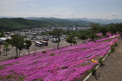 5月29日　滝上町　今日の芝ざくら滝上公園2017・・・14