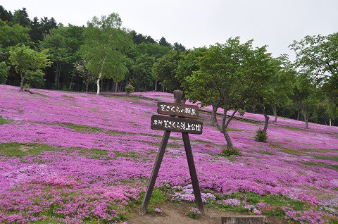 6月1日　滝上町　今日の芝ざくら滝上公園2017・・・15