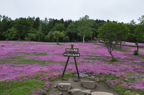 6月3日　滝上町　今日の芝ざくら滝上公園2017・・・16