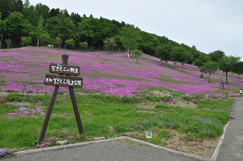 6月7日　滝上町　今日の芝ざくら滝上公園2017・・・17