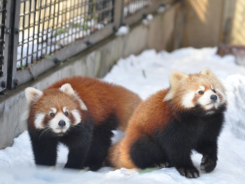 懐かしい写真・・・2016年12月3日　旭山動物園　レッサーパンダ