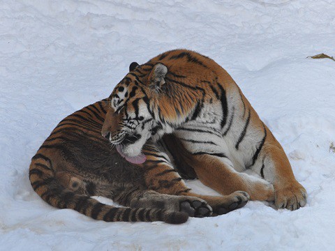 懐かしい写真・・・2016年12月3日　旭山動物園　アムールトラ