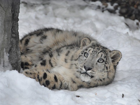 懐かしい写真・・・2016年12月3日　旭山動物園　もうじゅうたち