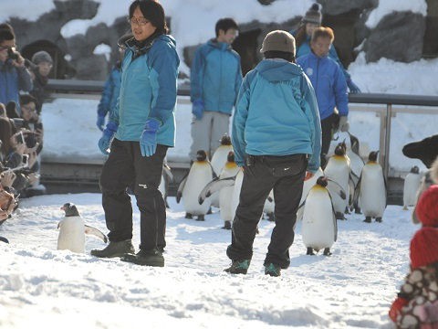 懐かしい写真・・・2016年12月3日　旭山動物園　ペンギンの散歩練習中