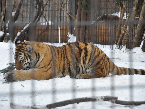 懐かしい写真・・・1月9日　旭山動物園　もうじゅう館のネコたち