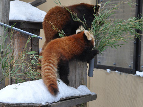 懐かしい写真・・・1月9日　旭山動物園　レッサーパンダ
