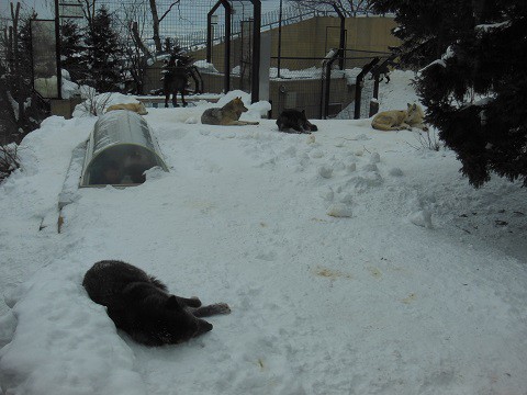 懐かしい写真・・・1月9日　旭山動物園　シンリンオオカミ