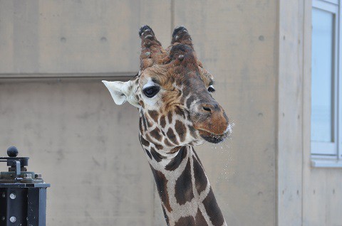 懐かしい写真・・・1月9日　旭山動物園　きりん舎・かば館