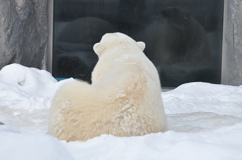 懐かし写真・・・1月9日～10日　旭山動物園　ホッキョクグマ