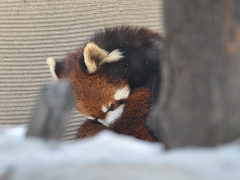 懐かしい写真・・・1月10日　旭山動物園　レッサーパンダ　両親たち